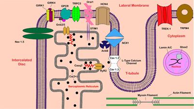 Genetic Complexity of Sinoatrial Node Dysfunction